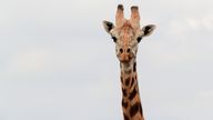 A giraffe is seen at the Nairobi National park in Nairobi, Kenya October 19, 2021. REUTERS/Thomas Mukoya
