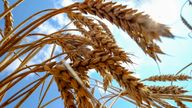 Ukraine supplies a significant proportion of the world&#39;s wheat