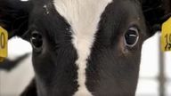 A screen grab taken from the Vegan Friendly UK advert of a cow&#39;s face which appears to have tears coming from its eye has been banned after it drew complaints about its graphic images of animals in distress alongside people eating. Issue date: Wednesday June 8, 2022.

