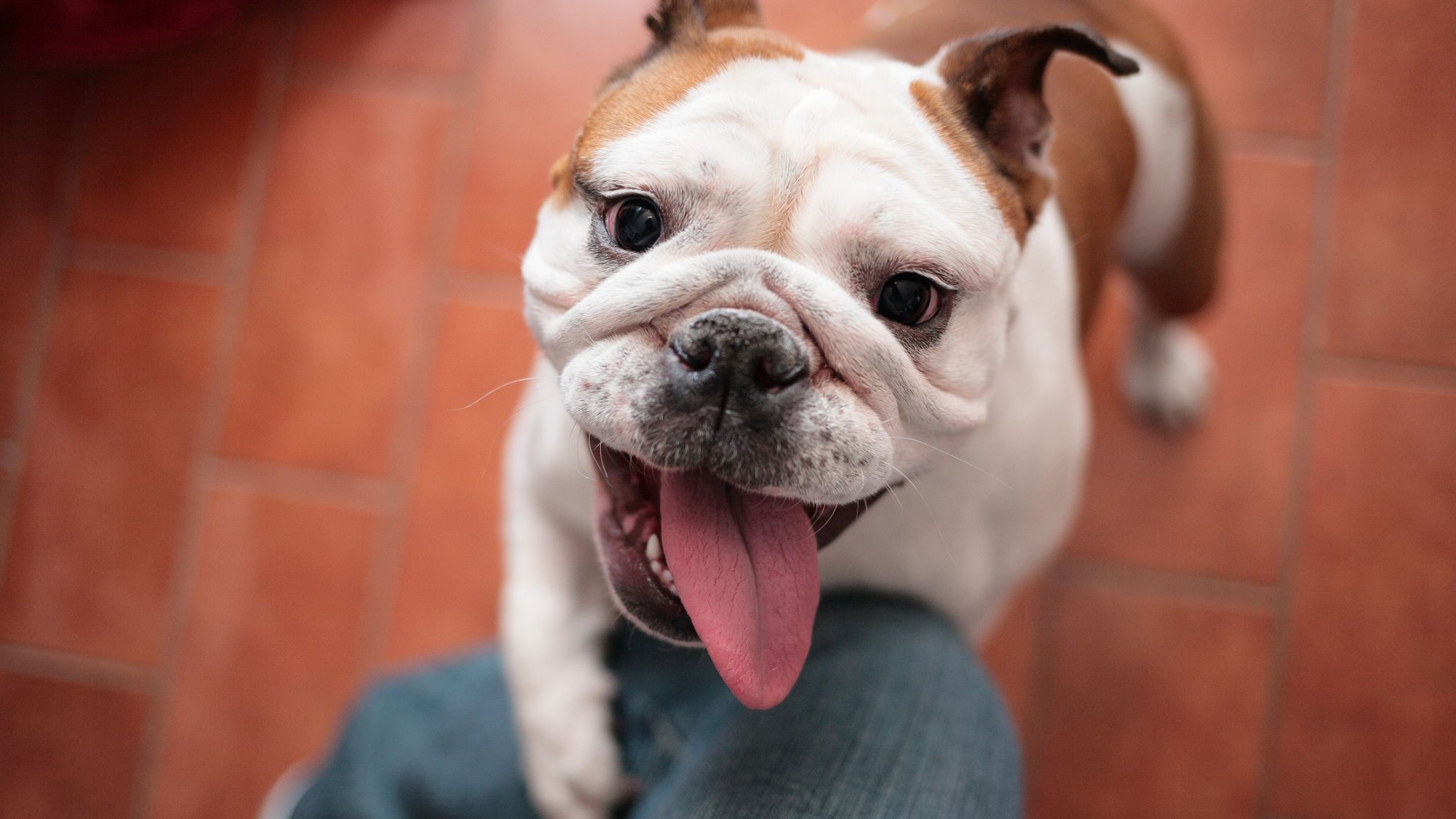 British bulldog ownership has doubled but breed faces high risk of skin  disease and obesity