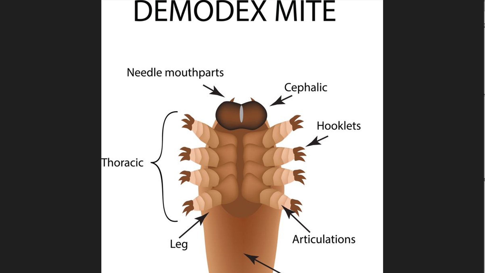 Microscopic Mites That Have Sex On Our Faces At Night Could Face Evolutionary Oblivion Say 3780