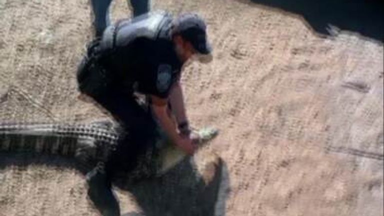Police officer wrestles alligator