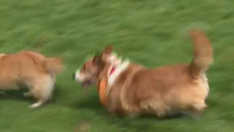 The corgi race ended in chaos