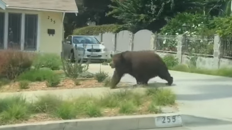 Bear strolling down the street in California