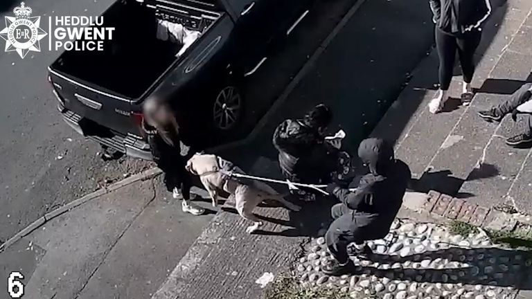 Handout CCTV still dated 4/11/2021 of the dog Beast outside the village shop Top Stores on Heol Aneurin, Caerphilly, barking at a girl. Brandon Hayden and Amy Salter have been jailed at Cardiff Crown Court after admitting being in charge of the dog that mauled Jack Lis to death. The 10-year-old boy was attacked by the American bully or XL bully dogwhile playing with a friend at a house after school in Pentwyn, Penyrheol, near Caerphilly, on November 8 2021. Issue date: Friday June 10, 2022.
