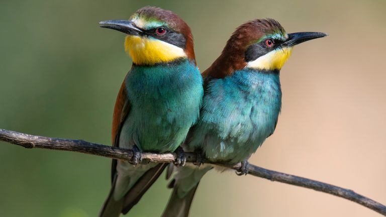Rhineland-Palatinate, Lambsheim: Bee-eaters sitting on a branch in a gravel pit. A larger colony of the colorful insectivores breeds here. 