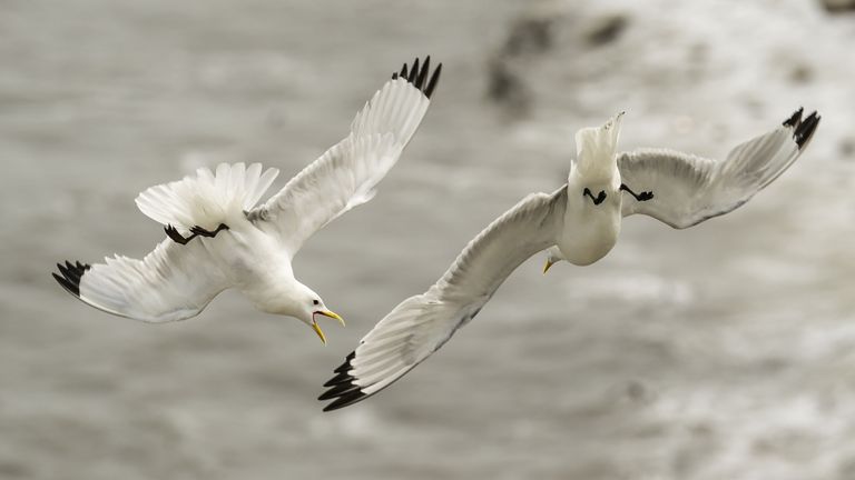 Gannets