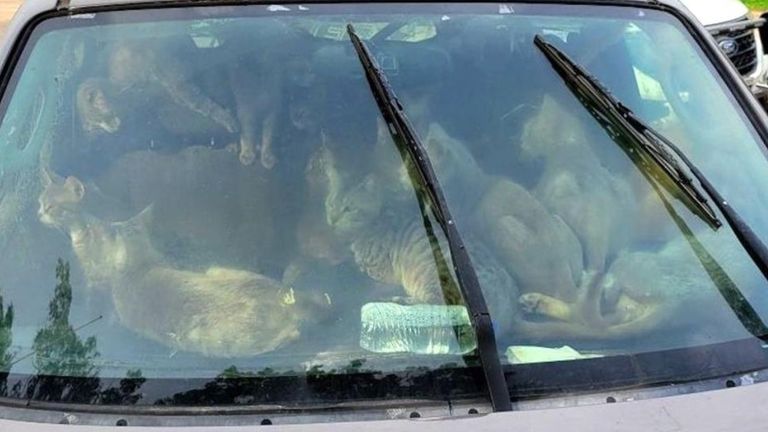 47 cats were saved from inside a hot vehicle. Pic: Animal Humane Society