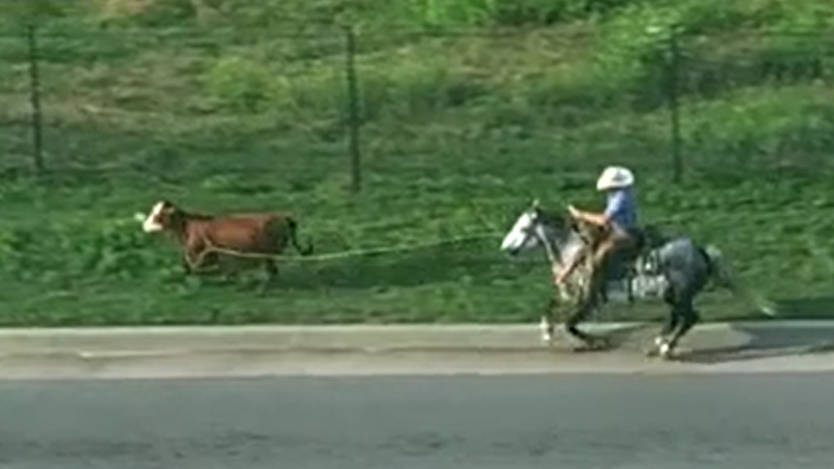 Cowboy pursues a cow in Oklahoma