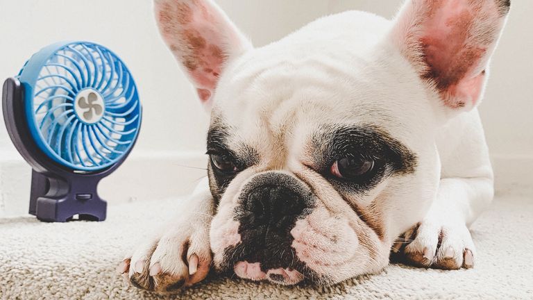 Frenchie dog lying down next to mini electric fan on stairs

