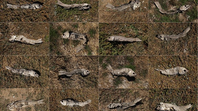 A combination picture shows dead fish on the ground of the former Penuelas lake in Valparaiso, Chile April 19, 2022. A huge expanse of dried and cracked earth that was once the lake bed is littered with fish skeletons and desperate animals searching for water. REUTERS/Ivan Alvarado SEARCH "DROUGHT PENUELAS" FOR THIS STORY. SEARCH "WIDER IMAGE" FOR ALL STORIES