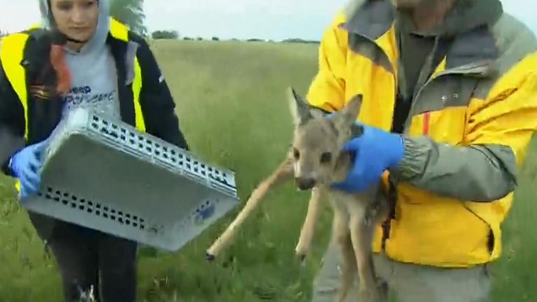 Volunteers use technology to stop fawns being killed by mowing blades