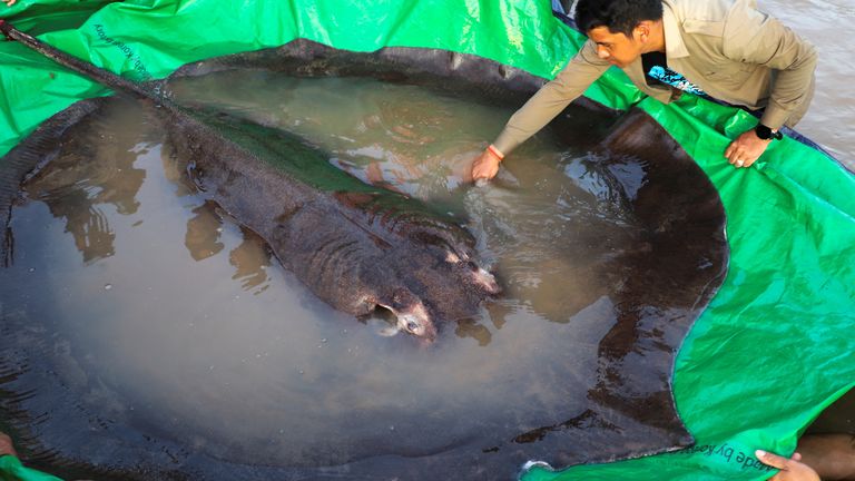 The world&#39;s biggest freshwater fish, a giant stingray, that weighs 661 pounds (300 kilograms) is pictured with International scientists, Cambodian fisheries officials and villagers at Koh Preah island in the Mekong River south of Stung Treng province, Cambodia June 14, 2022. Picture taken with a drone on June 14, 2022. Chhut Chheana/Wonder of Mekong/Handout via REUTERS ATTENTION EDITORS - THIS IMAGE HAS BEEN SUPPLIED BY A THIRD PARTY. NO RESALES NO ARCHIVES
