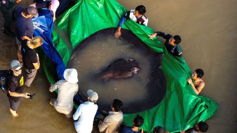 The world&#39;s biggest freshwater fish, a giant stingray, that weighs 661 pounds (300 kilograms) is pictured with International scientists, Cambodian fisheries officials, and villagers at Koh Preah island in the Mekong River south of Stung Treng province, Cambodia June 14, 2022. Picture taken with a drone on June 14, 2022. Sinsamout Ounboundisane/FISHBIO/Handout via REUTERS ATTENTION EDITORS - THIS IMAGE HAS BEEN SUPPLIED BY A THIRD PARTY. NO RESALES NO ARCHIVES
