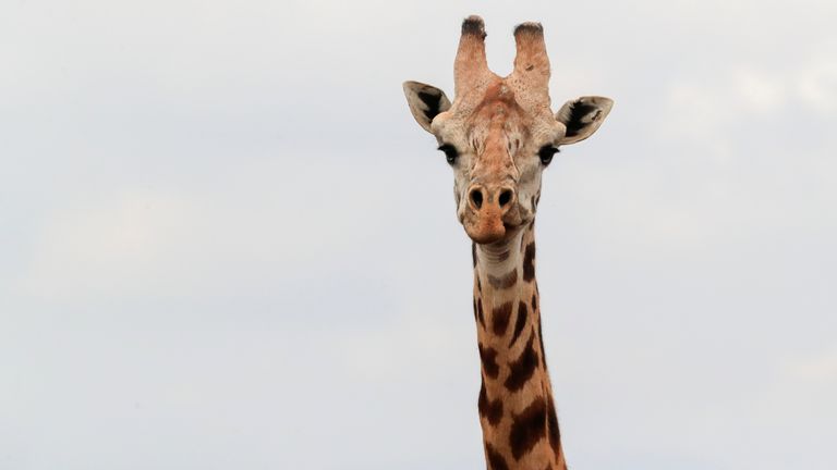 A giraffe is seen at the Nairobi National park in Nairobi, Kenya October 19, 2021. REUTERS/Thomas Mukoya
