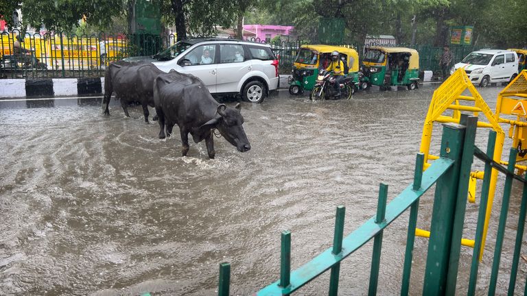 Cows cross a rain flooded road in New Delhi after monsoon rains began. Pic: AP