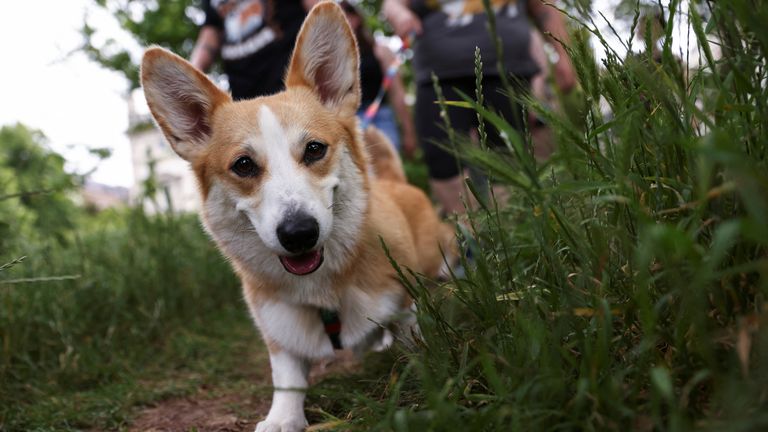 Corgi dogs and their owners take part in a Corgi dog Parade organised by the UK Corgi Club and Great Corgi Club of Britain, as part of the Queen&#39;s Platinum Jubilee celebrations in London, Britain, June 3, 2022. REUTERS/Tom Nicholson
