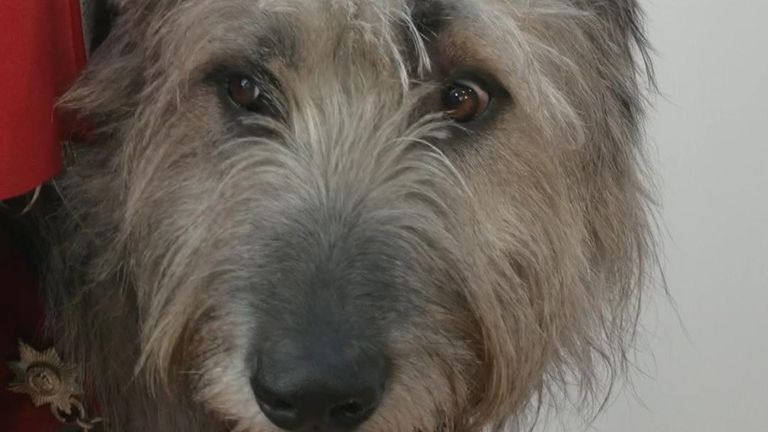 Seamus the Irish wolfhound will be part of Jubilee celebrations