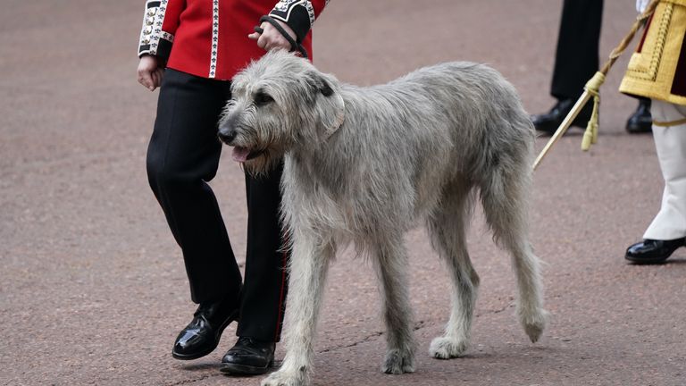 Un lupo irlandese si pone mentre le Guardie camminano lungo il Mall prima della cerimonia Trooping the Colour alla Horse Guards Parade, nel centro di Londra, mentre la Regina celebra il suo compleanno ufficiale, il primo giorno dei festeggiamenti del Giubileo di platino.  Data foto: giovedì 2 giugno 2022.