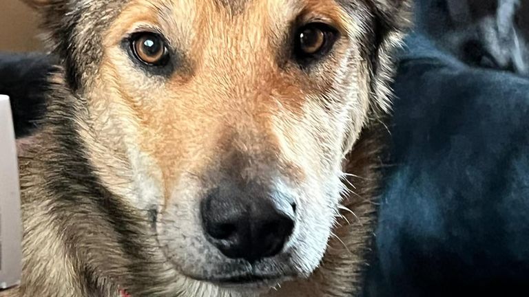 Dog who went missing during epic 900-mile race found after three months