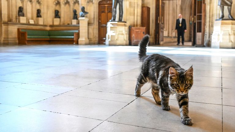 ONE EDITORIAL USE ONLY. NO SALES. NO ARCHIVING. NO ALTERING OR MANIPULATING. NO USE ON SOCIAL MEDIA UNLESS AGREED BY HOC PHOTOGRAPHY SERVICE. MANDATORY CREDIT: UK Parliament/Jessica Taylor Handout photo issued by UK Parliament of Speaker of the House of Commons Sir Lindsay Hoyle&#39;s new kitten Attlee, named after former Labour Prime Minister, Clement Attlee. Issue date: Sunday June 19, 2022. The naming of the four-month-old brown tabby Maine Coon means that Sir Lindsay has two pets named after Con