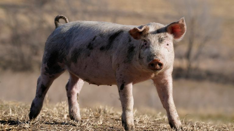 Highly antibiotic resistant strain of MRSA that arose in pigs can jump to humans, scientists say