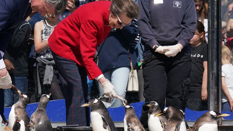 The Princess Royal, accompanied by Vice Admiral Sir Tim Laurence as they feed penguins alongside keeper Lisa Girot, during her visit to Edinburgh Zoo, as members of the Royal Family visit the nations of the UK to celebrate Queen Elizabeth II&#39;s Platinum Jubilee. Picture date: Friday June 3, 2022.


