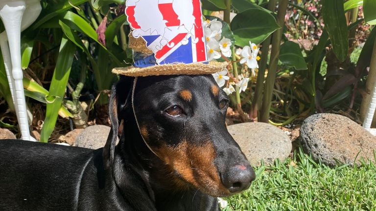 Hugo the Daxi at a jubilee party in Arco Da Calheta Funchal Madeira. Supplied by Amanda Thornsby