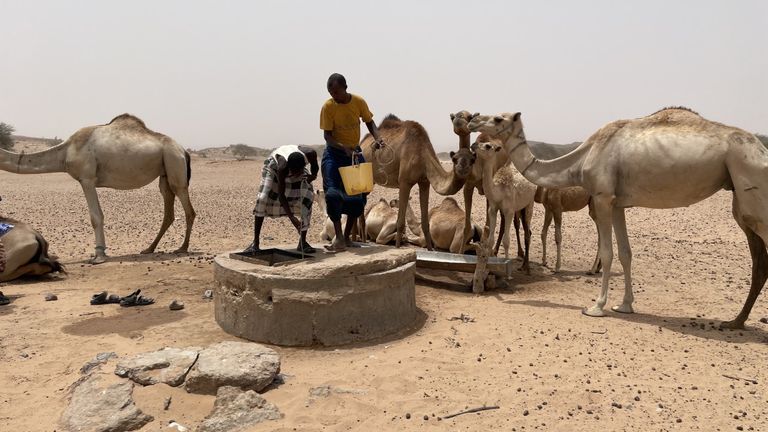 Shepherds feed their camels water from the only remaining well in the area, where they say it will soon run dry. 