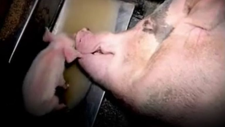 A screen grab taken from the Vegan Friendly UK advert of a live piglet alongside a pig with its eyes closed has been banned after it drew complaints about its graphic images of animals in distress alongside people eating. Issue date: Wednesday June 8, 2022.
