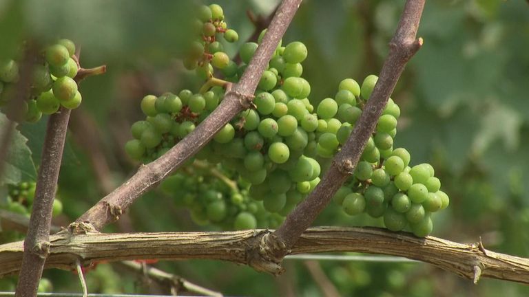 These Sussex grapes now have a special status