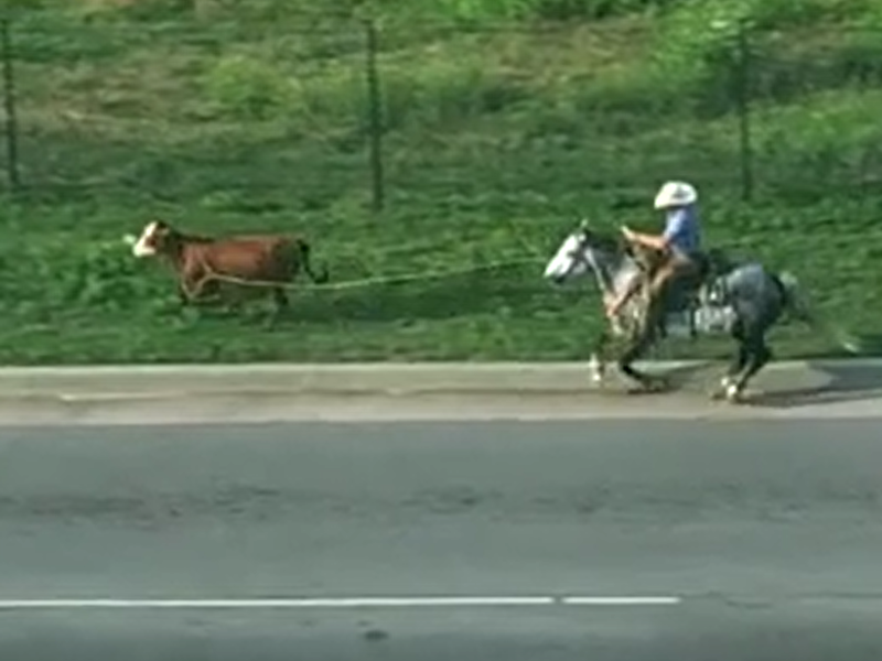 https://e3.365dm.com/22/06/800x600/skynews-cowboy-cow-oklahoma_5797900.png