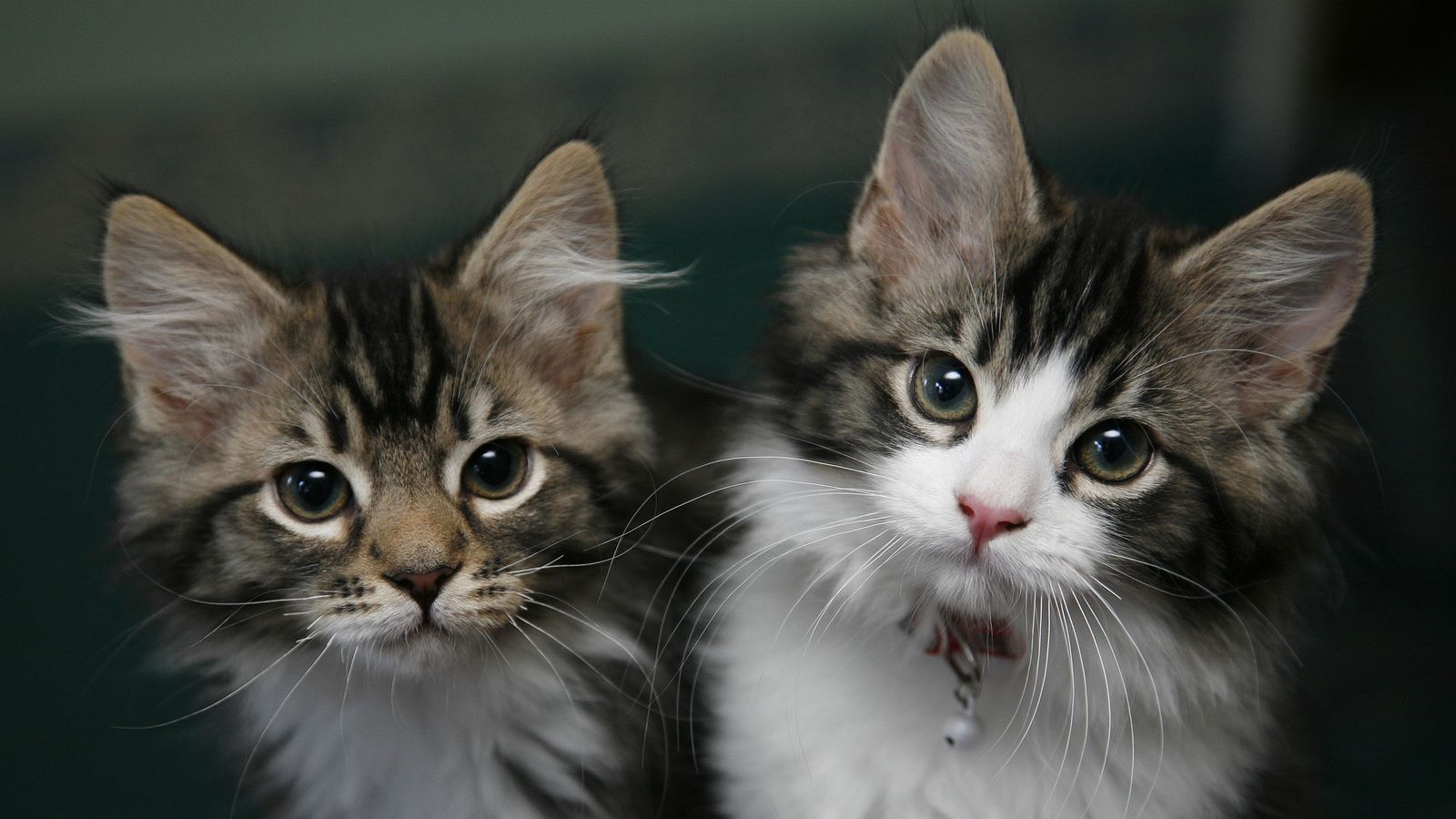 Gatti domestici chiamati “Invasive Alien Species”, dall’Istituto Polacco |  notizie di scienza e tecnologia