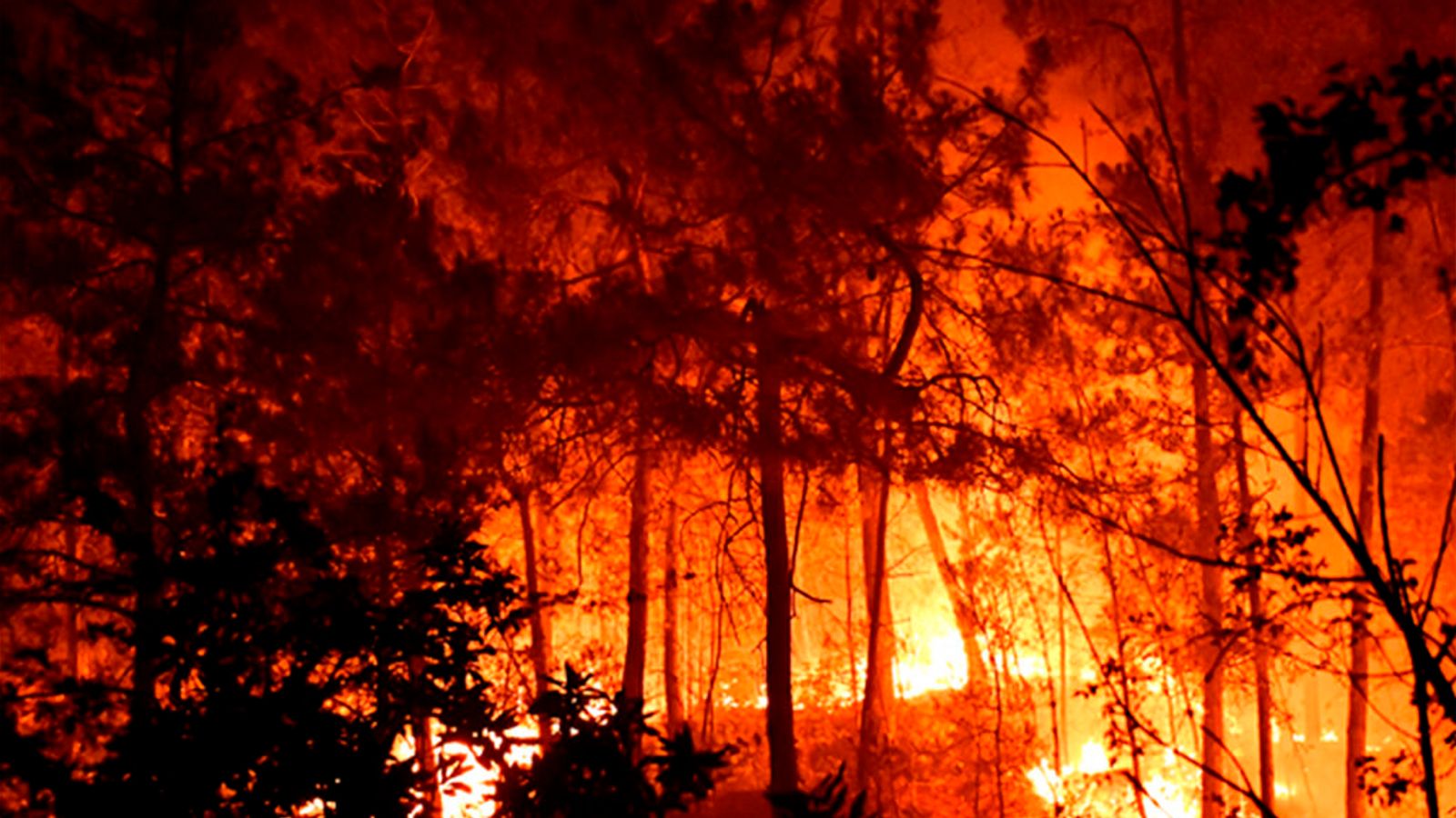 O calor escaldante queima a Europa enquanto o incêndio florestal em Portugal fere 29 e as autoridades alertam para um clima mais quente e em mudança |  noticias do mundo