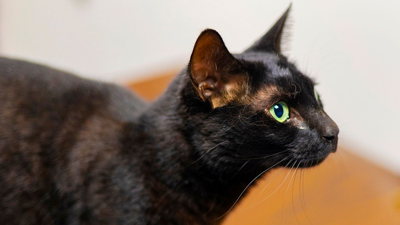 Cat called Rowdy caught after three weeks on the run inside a US airport