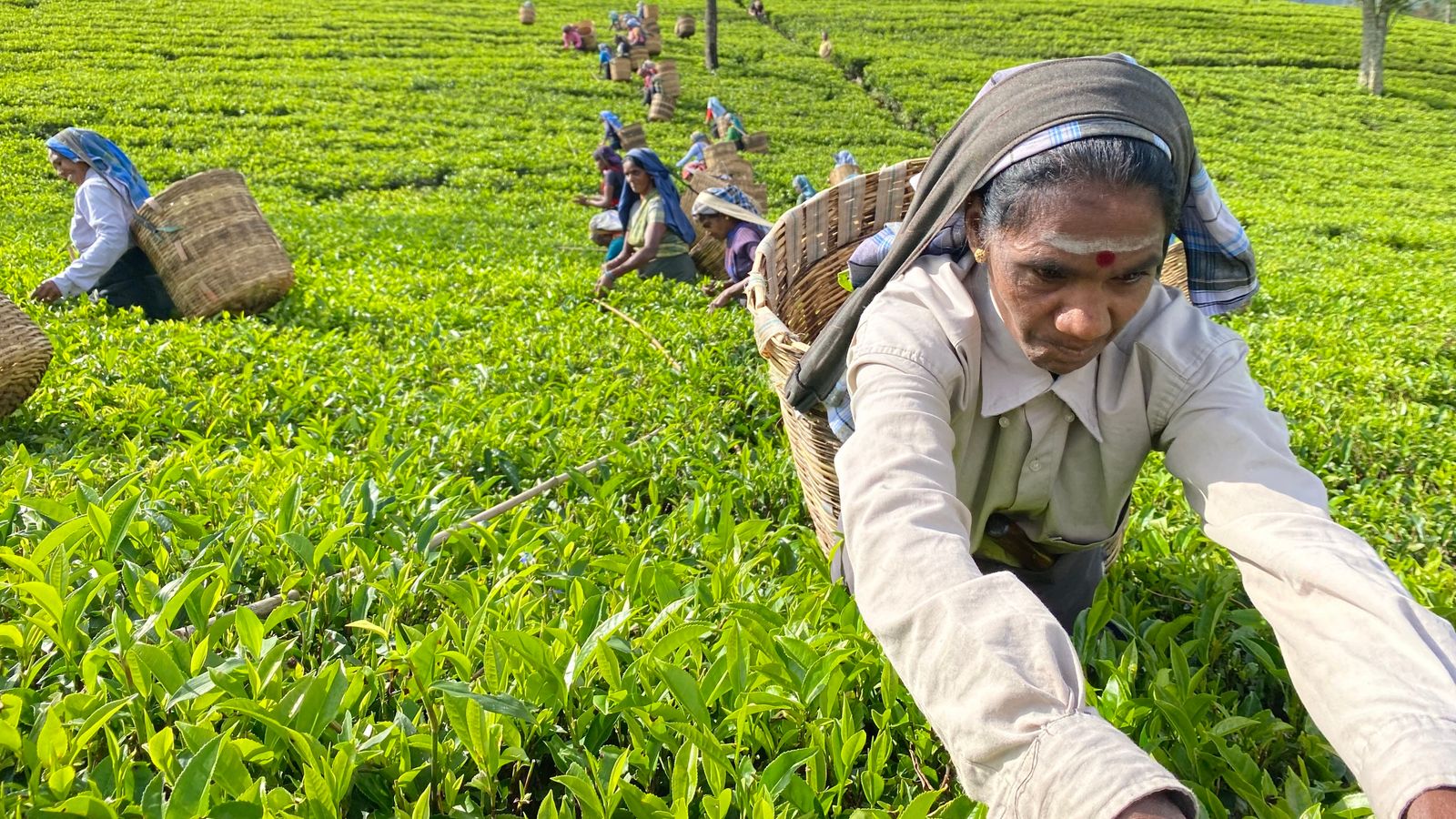 Шри ланка производство. Чайная фабрика Шри Ланка. Сборщицы чая Шри Ланка. Сборщица чая Китай. Производство чая на Шри Ланке.