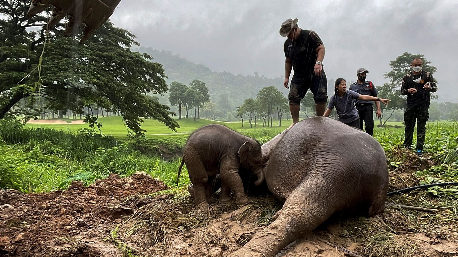 Thailand: Mother elephant revived by CPR after she and her calf were  trapped in golf course drain | World News | Sky News