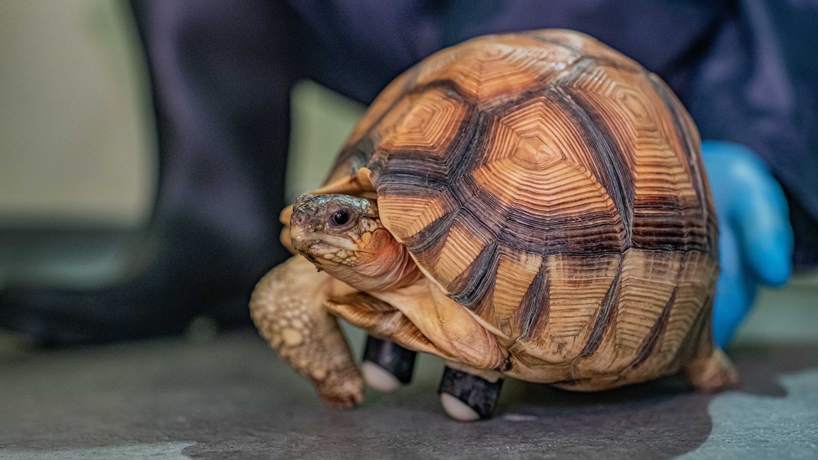 Three-legged tortoise called Hope who gets around on wheels could help save critically endangered species