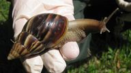 A Giant African land snail is seen in this handout picture from the Florida Department of Agriculture Division of Plant Industry taken September 9, 2011. South Florida is fighting a growing infestation of one of the world's most destructive invasive species: the giant African land snail, which can grow as big as a rat and gnaw through stucco and plaster. REUTERS/Florida Department of Agriculture Division of Plant Industry/Handout (UNITED STATES - Tags: ENVIRONMENT ANIMALS) THIS IMAGE HAS BEEN SU