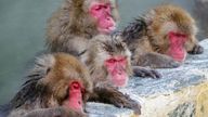 Japanese Macaques, also known as Snow Monkeys, gather to soak in a hot spring at Hakodate Tropical Botanical Garden in Hakodate, on Japan&#39;s northernmost main island of Hokkaido January 14, 2022, in this photo taken by Kyodo. Mandatory credit Kyodo/via REUTERS ATTENTION EDITORS - THIS IMAGE WAS PROVIDED BY A THIRD PARTY. MANDATORY CREDIT. JAPAN OUT. NO COMMERCIAL OR EDITORIAL SALES IN JAPAN.
