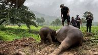 Rescue workers revive  a mother elephant after it fell into a manhole in Khao Yai National Park, Nakhon Nayok province, Thailand, July 13, 2022. REUTERS/Taanruuamchon

