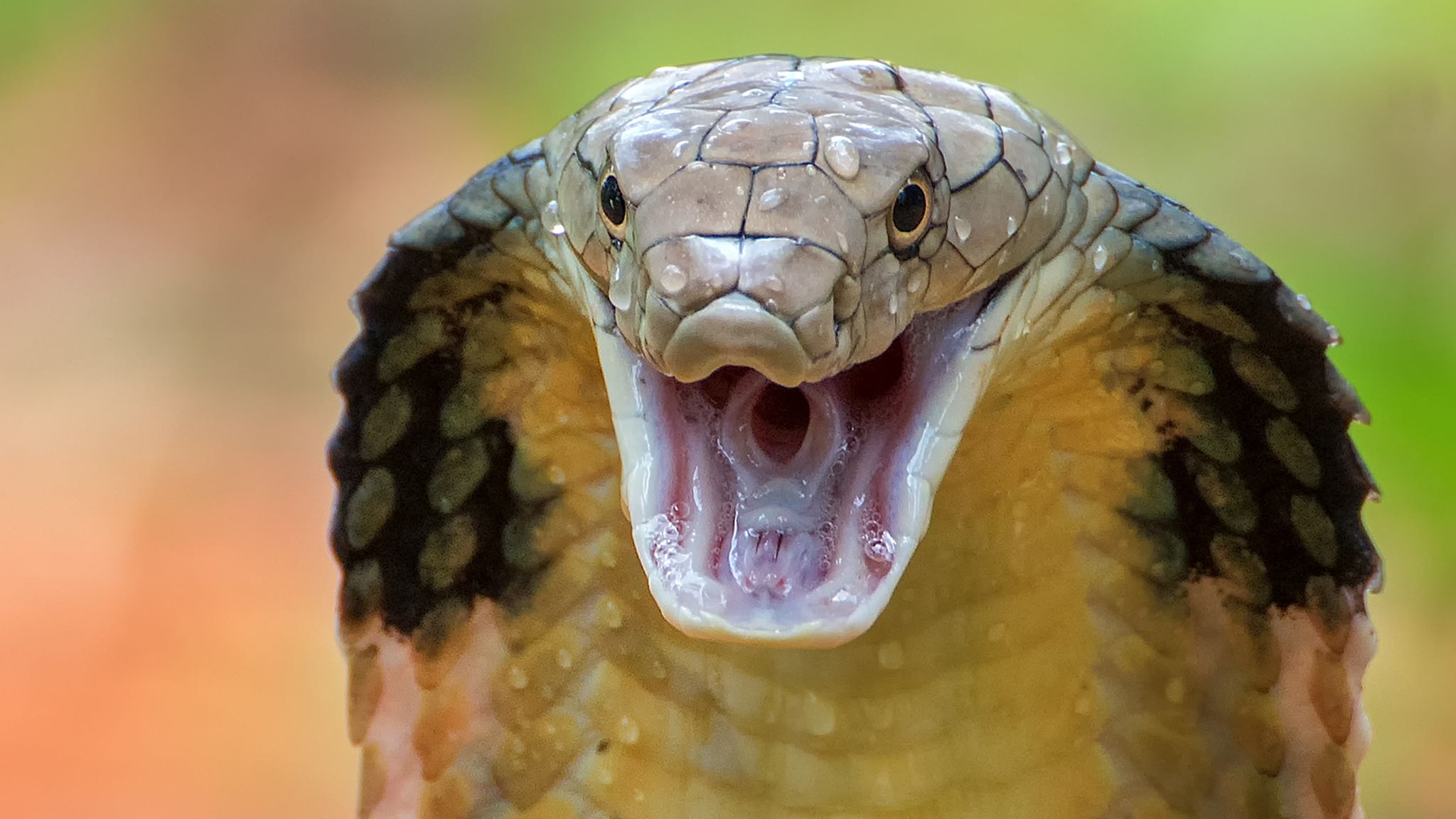 skynews-cobra-snake-snakebites_5840416.jpg