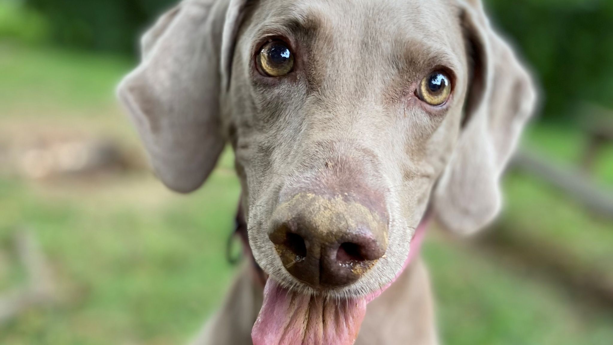 Dogs with best sale small snouts