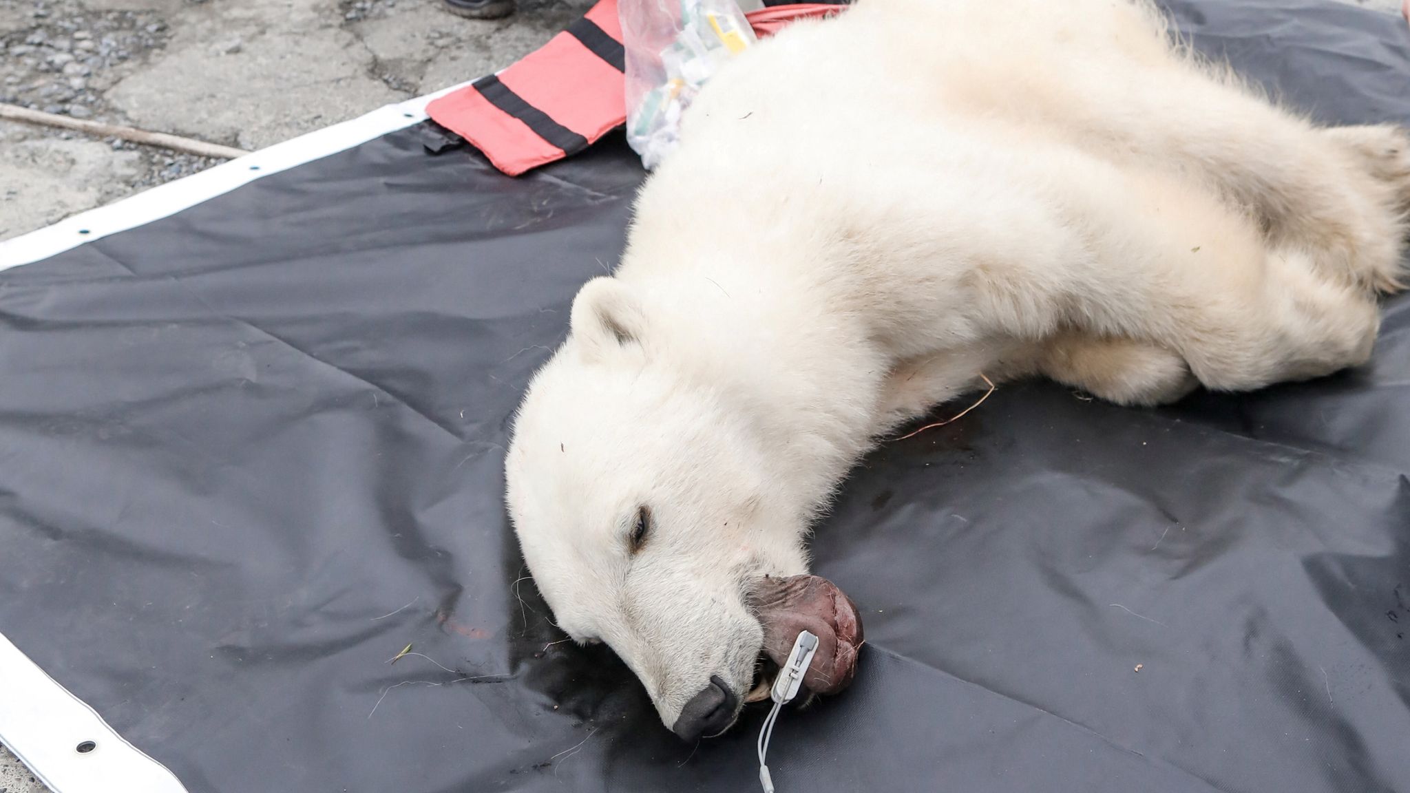 Polar bear rescued after getting condensed milk can stuck in mouth in  Russia | World News | Sky News
