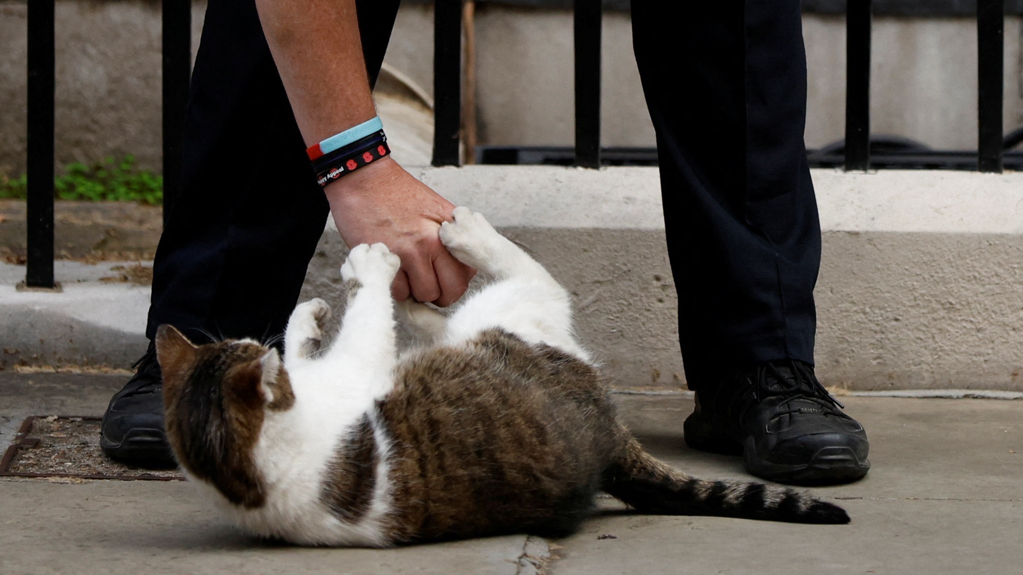 Billboards Appear Of Larry The Cat Launching Last Minute Leadership Bid   Skynews Police Officer Cat 5825294 