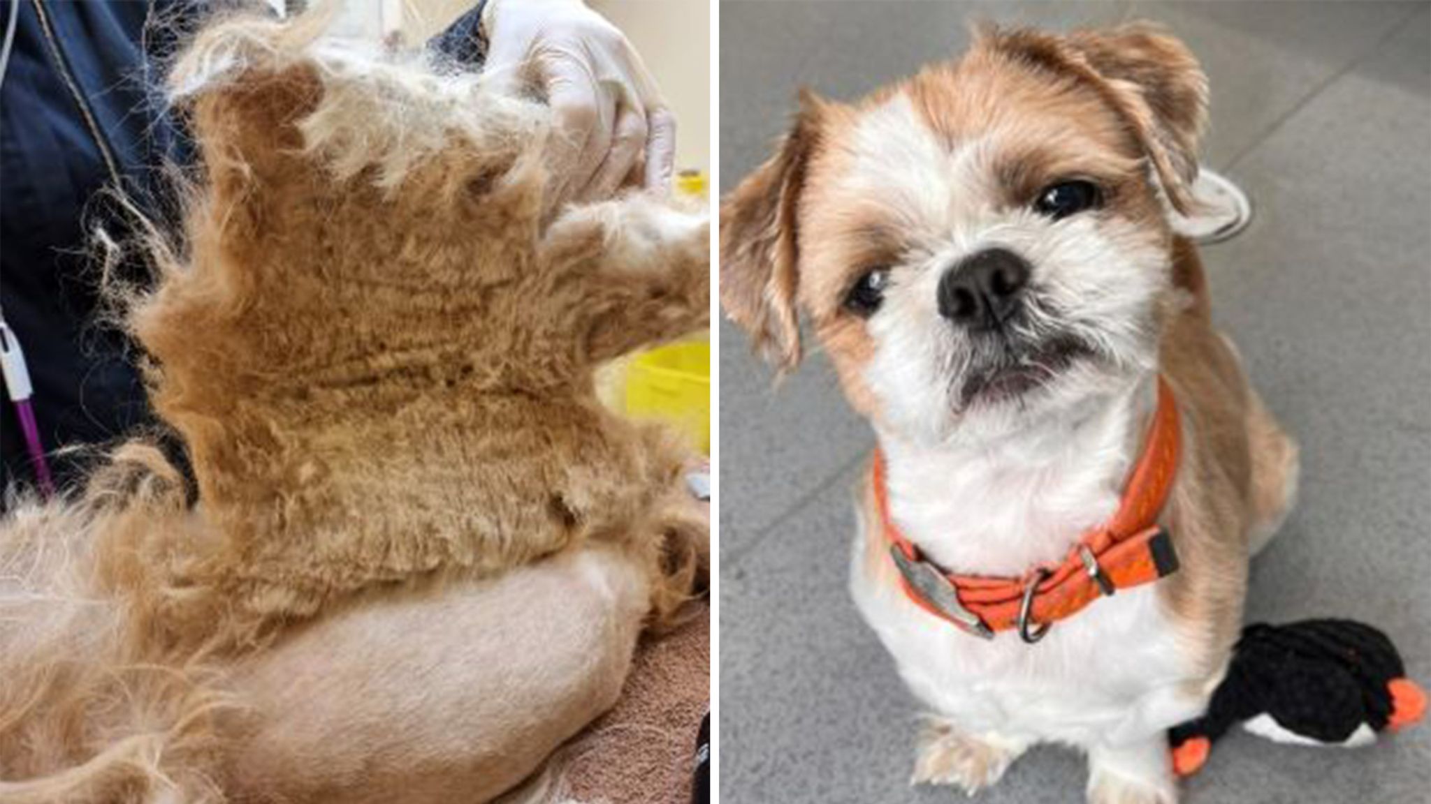 Dog has half a kilo of matted hair like 'hardened shell' shaved off for  rescue operation in 'one of worst cases ever seen' | UK News | Sky News