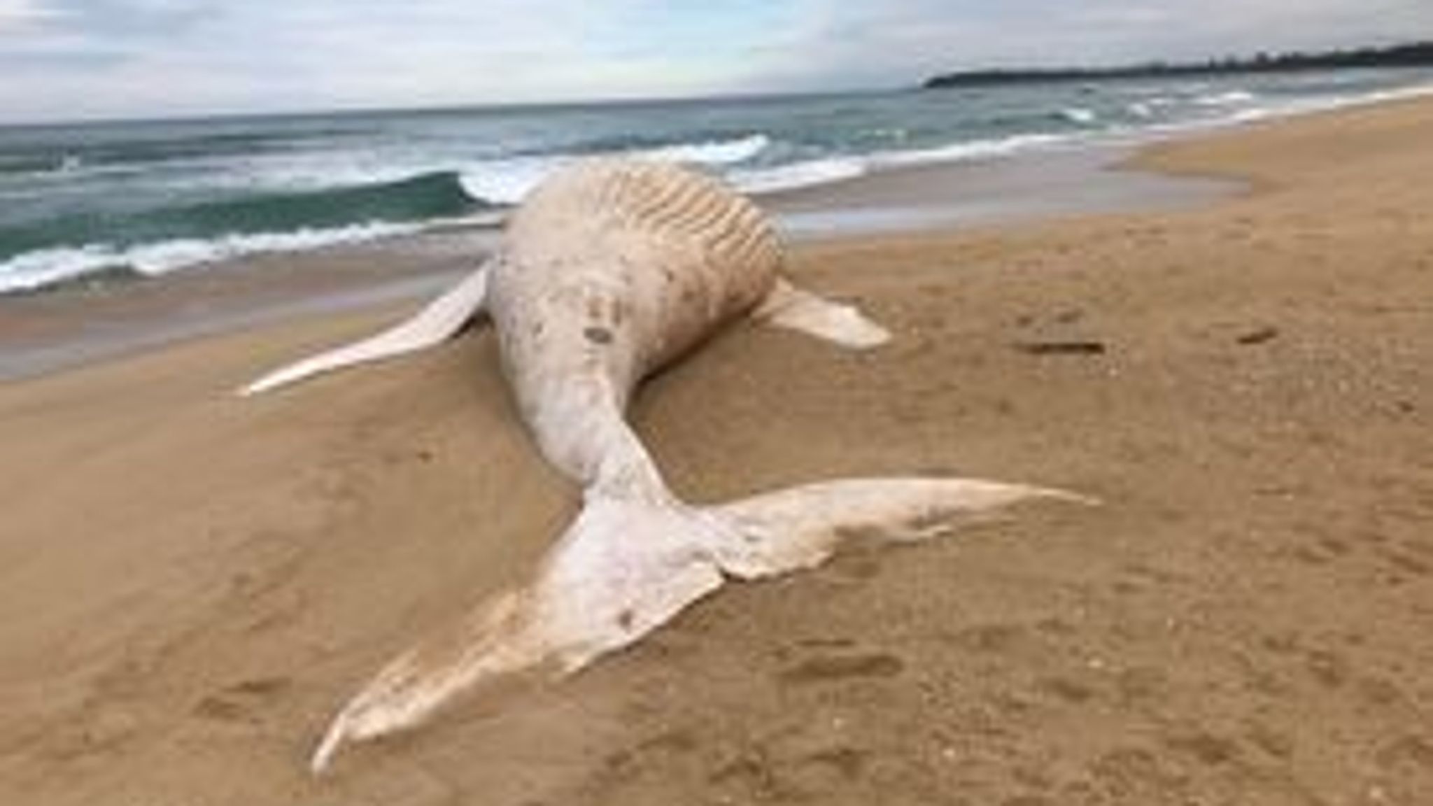 Rare albino whale found washed up on Australia beach is not world-famous humpback Migaloo | World News | Sky News