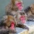 Maymun Japonya'da yerel halkı 'terörize etmek ve saldırmak' suçundan yetkililer tarafından yakalandı ve öldürüldü | Dünya Haberleri