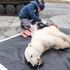 Polar bear rescued after getting condensed milk can stuck in mouth