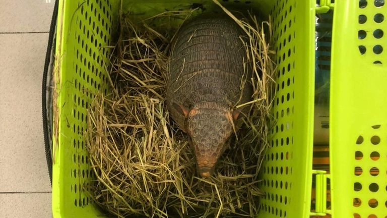 An armadillo is dehydrated but still alive after being rescued from one of the suitcases by the Thai National Plant Conservation Department